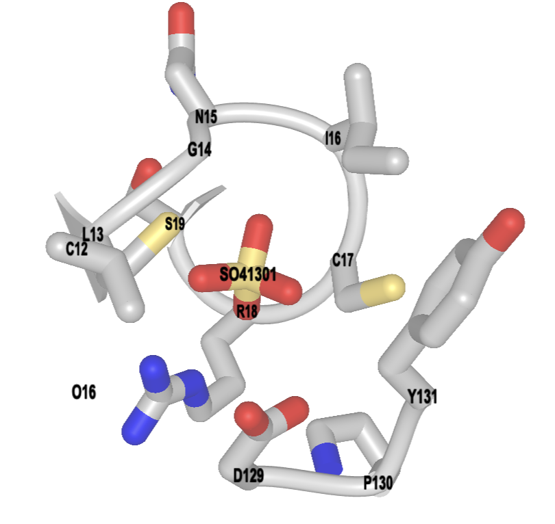 Final rendering of the activity in this chapter showing the p-loop with sulfate in the center and all amino acids within 5 angstroms labeled with the residue one letter code and number.
