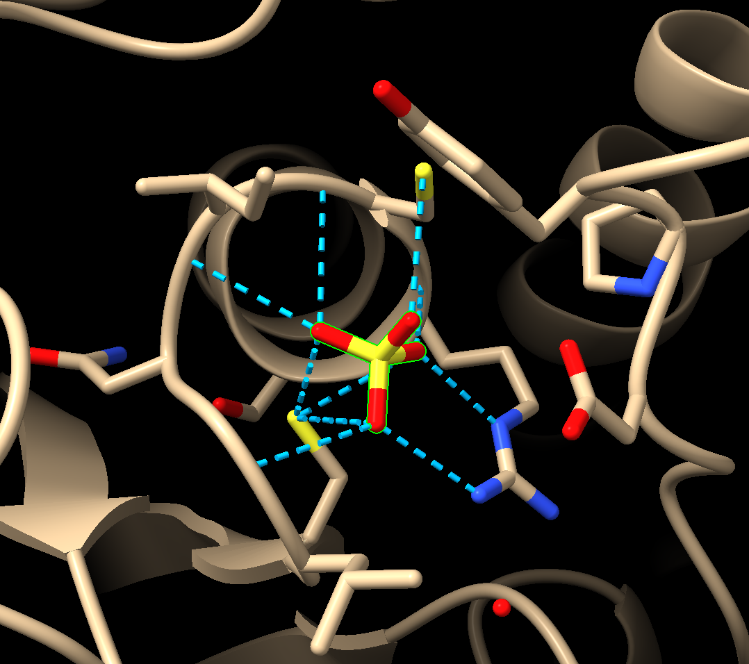 Rendering of the final output for the chapter instructions with protein shown in brown ribbon, yellow and red sulfate ion in the center of the figure and turquoise dotted lines connected to amino acids within five angstroms of the ion.