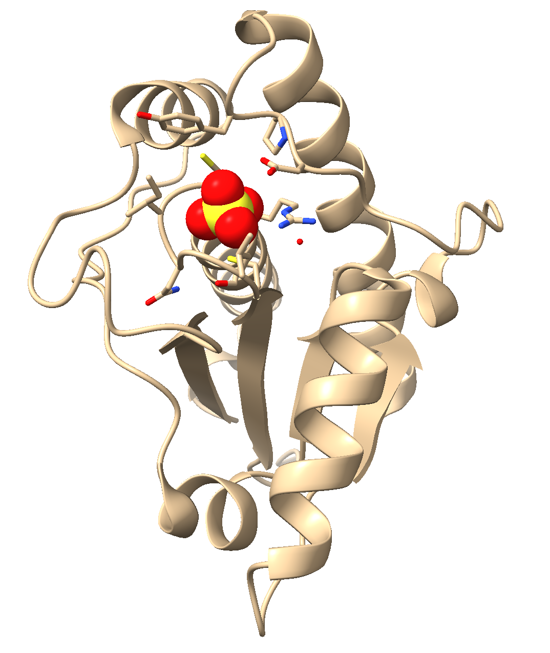 Final output after following the instructions from this chapter which shows a red and yellow sulfate in space filling surrounded by brown protein structure in ribbon with all amino acids within 5 angstroms of the sulfate highlighted and shown in sticks.