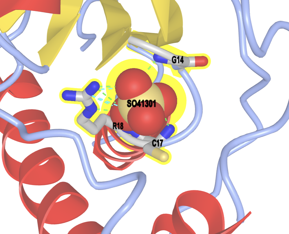 The final output for the activity with sulfate ion labeled in the center and amino acids labeled that are within 5 angstroms of the ion.