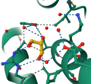 3D rendering of noncovalent interactions with the sulfate ion shown in dashed lines.