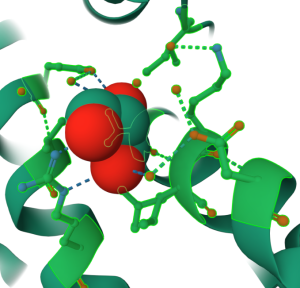 Standalone 3D rendering of final output for the chapter with ball and stick model sulfate anion in the center and dashed green lines indicating amino acids within 5 Angstroms of the sulfate ion.