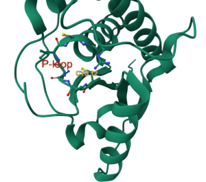 Image of a cartoon representation of a protein with “P-loop” labeled.