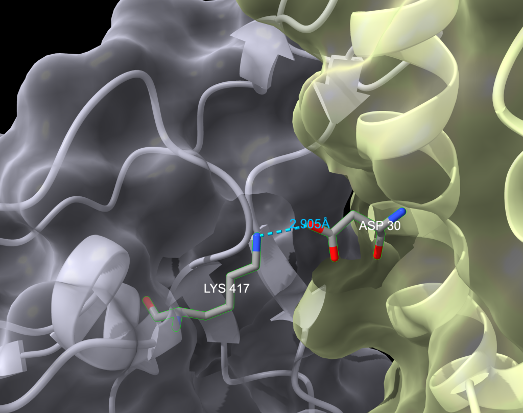 Final output of the instructions for this chapter with the proteins shown in surface mode and cartoon mode where the majority of the left side protein is grey and the right side protein is yellow with two amino acids labeled.