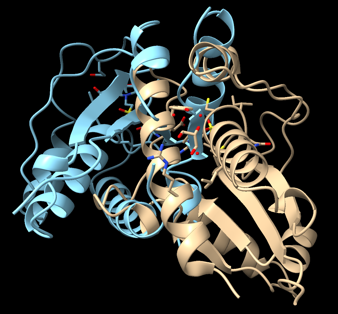 Rendering of two protein structures, left colored blue and right colored light brown.