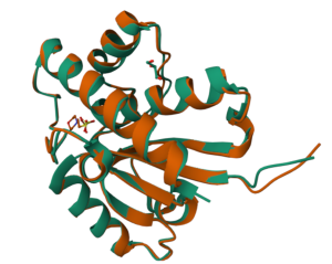 3D rendering of two superimposed protein structures, one green and the other burnt orange.