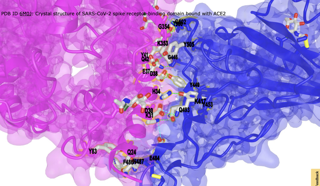 Structure of ACE2 is shown in magenta ribbon with translucent magenta surface and SP1 is shown in blue ribbon with translucent blue surface. Details of interactions amino acids between ACE2 and SP1 are shown in sticks with cpk coloring and grey carbons. Hydrogen bonds are shown as green dashed lines; ionic interactions are shown as cyan dashed lines.