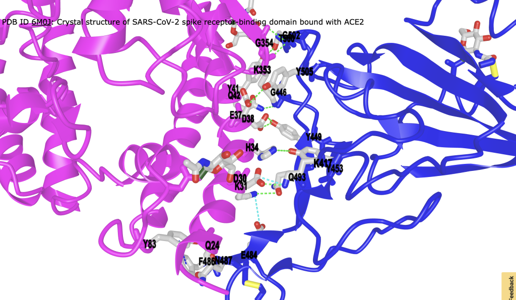 Structure of ACE2 is shown in magenta ribbon and SP1 is shown in blue ribbon. Details of interactions amino acids between ACE2 and SP1 are shown in sticks with cpk coloring and grey carbons. Hydrogen bonds are shown as green dashed lines; ionic interactions are shown as cyan dashed lines.