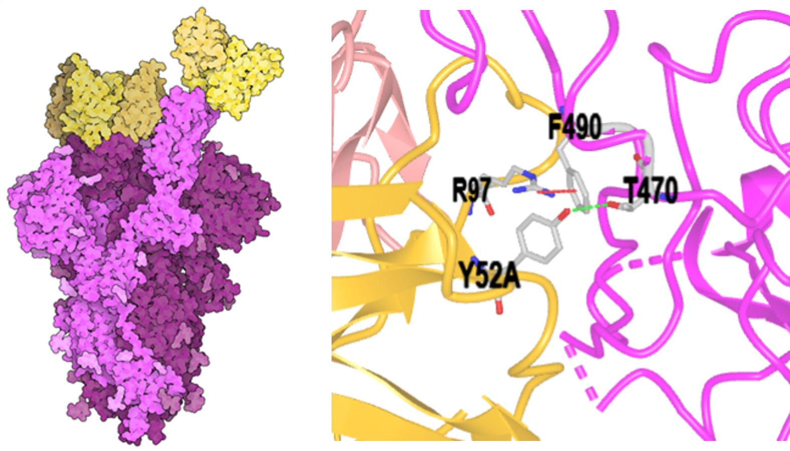 Left image depicts antibody (yellow) binding to SARS-CoV-2 spike protein (magenta); right shows detailed binding interactions with R97 interacting with F490 through a dotted line and Y52A interacting with T470 through a dotted line.