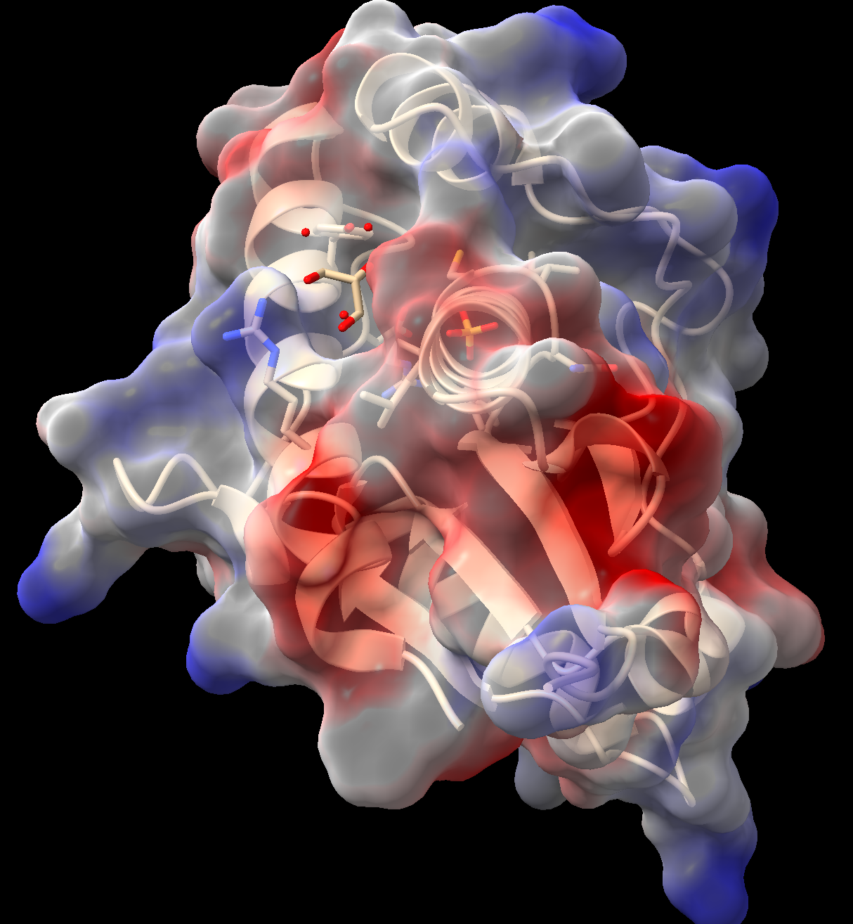 A transparent 3D molecular surface colored based on charge using red (negative), blue (positive), and white (neutral).