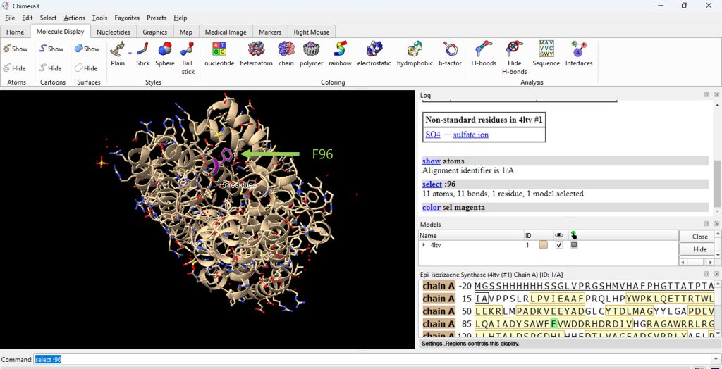 Working window of ChimeraX software. The ribbon molecule structure of Epi-isozizaene synthase (EIZS).