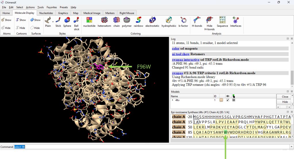 Working window in ChimeraX. The Epi-isozizaene synthase (EIZS) molecule has an F96W mutation inserted. The tryptophan side chain is a magenta color.