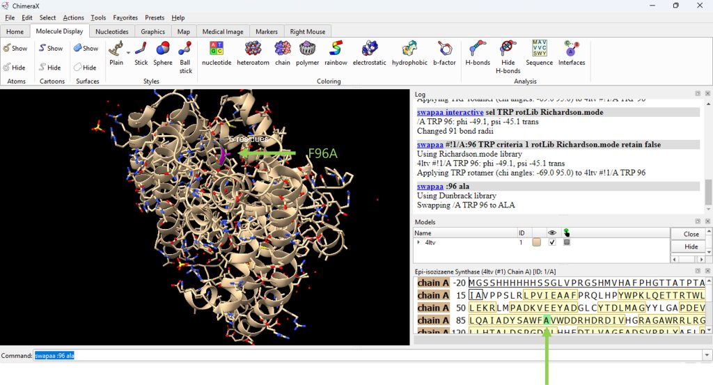 Working window of ChimeraX. The Epi-isozizaene synthase (EIZS) molecule in ribbon representation with the F96W mutation. It is represented in magenta.