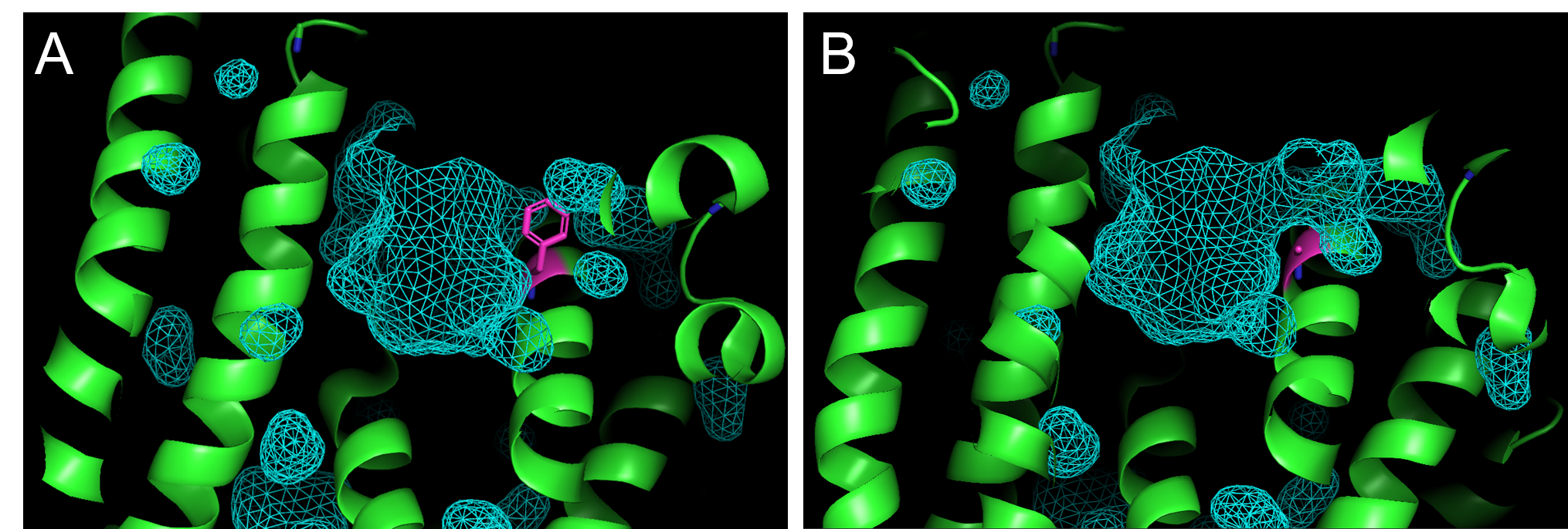 In both panels A and B, protein is shown in green ribbon with residue 96 in magenta sticks. Active site contour is shown in cyan-colored wire mesh.