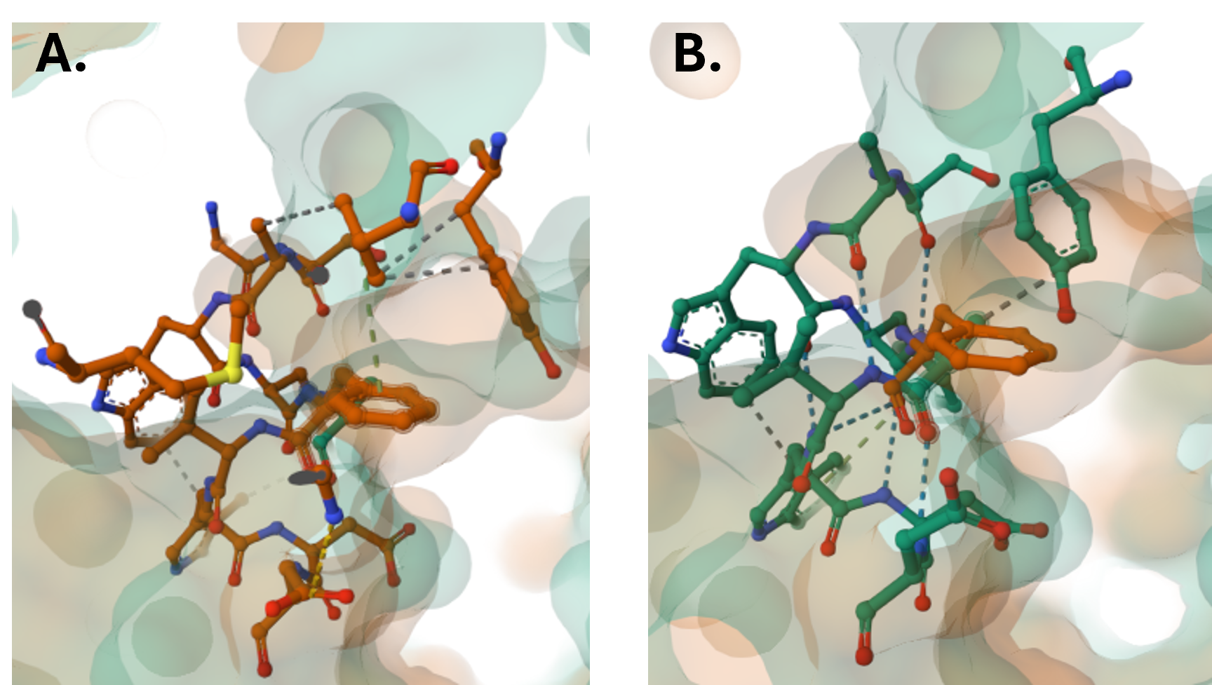 Two side-by-side figures showing molecular interactions within a 5Å radius of F96 in the wild-type protein (left panel) and within a 5Å radius of F96A in the mutated protein (right panel).